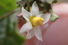 Solanum nigrum