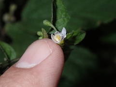Solanum nigrum