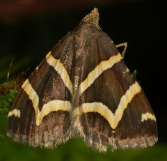 Chrysolarentia oxygona