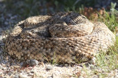 Crotalus pyrrhus