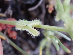 Pectocarya linearis ferocula