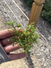 Oncosiphon pilulifer