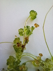 Nitella sonderi