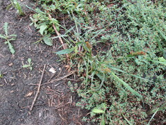 Echinochloa muricata microstachya