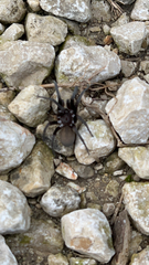 Kukulcania hibernalis