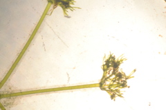Nitella sonderi