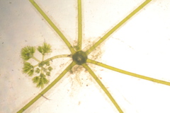 Nitella sonderi