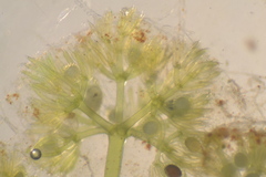 Nitella sonderi