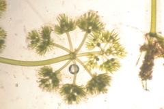 Nitella sonderi
