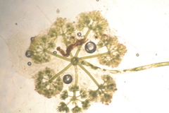 Nitella sonderi