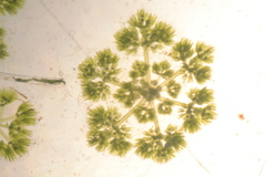 Nitella sonderi