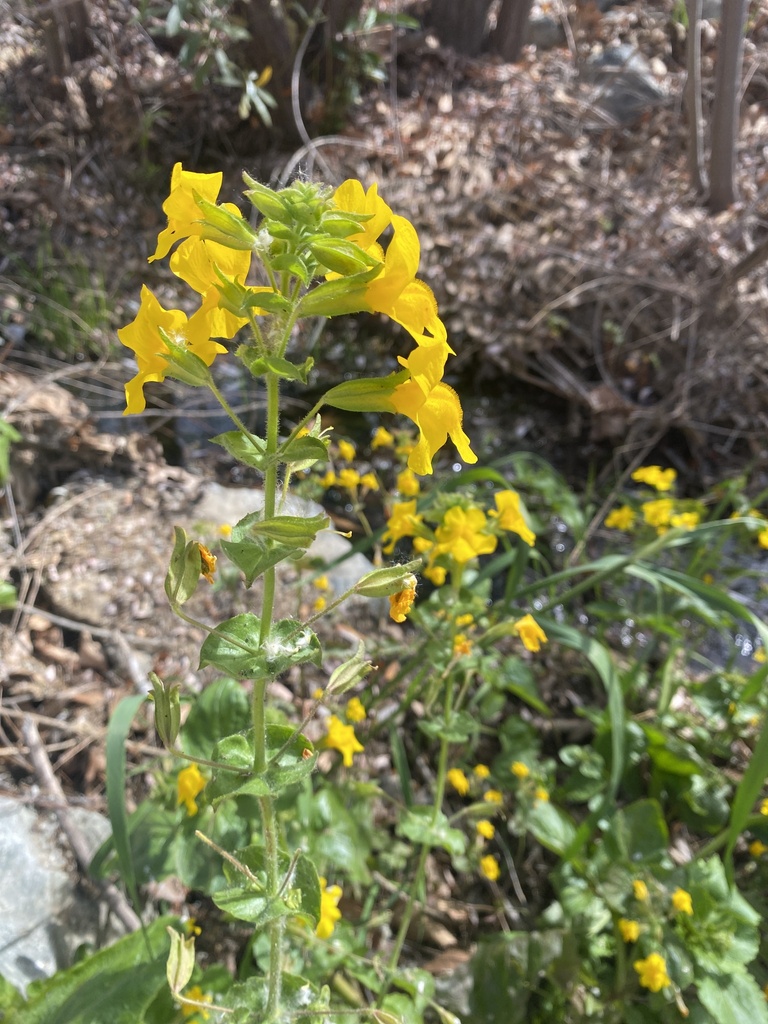 seep monkeyflower from Terramor Dr, Corona, CA, US on February 21, 2023 at 1109 AM by Aaron