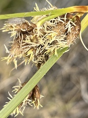 Schoenoplectus americanus