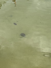 Malayemys macrocephala