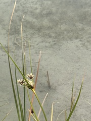 Schoenoplectus americanus