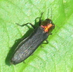 Agrilus ruficollis