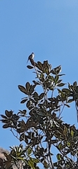 Pycnonotus