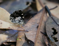 Heterusia
