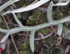 Cirsium pitcheri