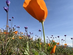 Eschscholzia californica