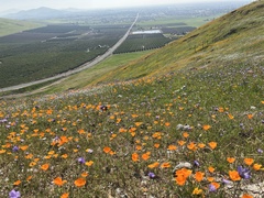 Eschscholzia californica
