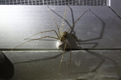 Physocyclus globosus