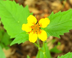 Sclerocarpus divaricatus