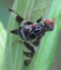 Procecidochares atra