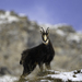Northern Chamois - Photo (c) Davide Diana, some rights reserved (CC BY-NC), uploaded by Davide Diana
