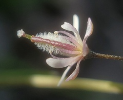 Thysanocarpus