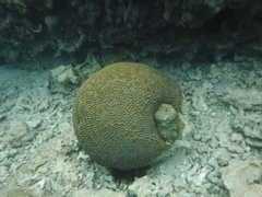 Pseudodiploria strigosa