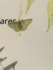 Synchlora astraeoides