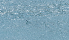 Urile penicillatus