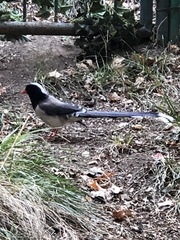 Urocissa erythroryncha