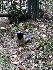 Urocissa erythroryncha