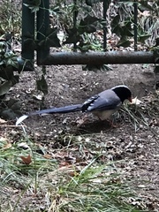 Urocissa erythroryncha