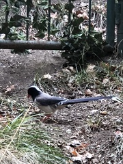 Urocissa erythroryncha