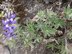 Lupinus pubescens