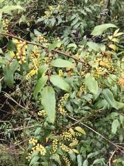 Berberis gracilis