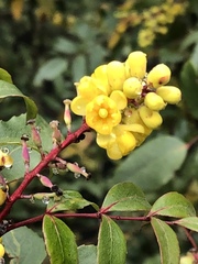Berberis gracilis