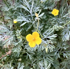 Eschscholzia minutiflora