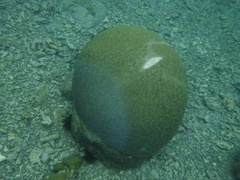 Pseudodiploria strigosa