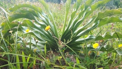 Boophone haemanthoides