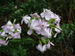 Saponaria officinalis