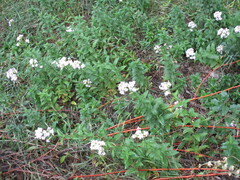 Saponaria officinalis