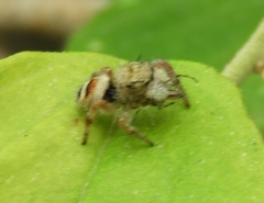 Phidippus pacosauritus