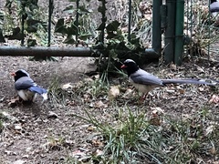 Urocissa erythroryncha