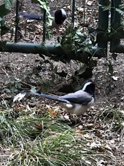 Urocissa erythroryncha