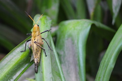 Taeniopoda varipennis