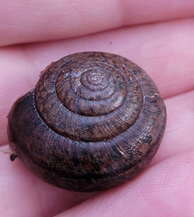 Helminthoglypta diabloensis